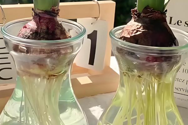 水培风信子多久换水一次，可以5-15天换一次水