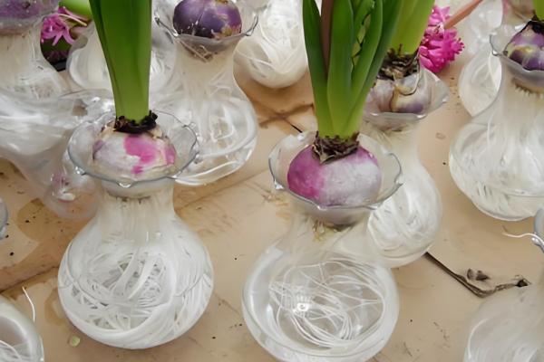 水培风信子多久换水一次，可以5-15天换一次水