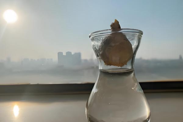 水培风信子多久换水一次，可以5-15天换一次水