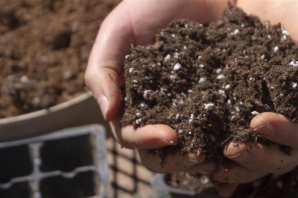 怎么养殖樱桃盆栽,追施腐熟的有机肥可促进生长