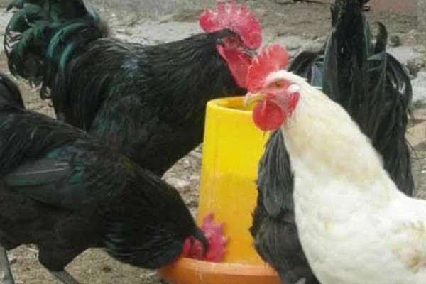 高产麻羽绿壳蛋鸡有什么特点,体型小适应性较强、产下的蛋呈绿色