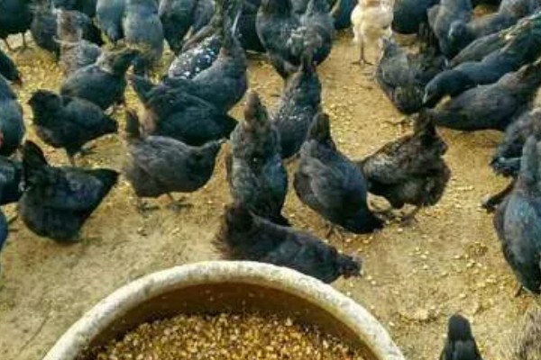 高产麻羽绿壳蛋鸡有什么特点,体型小适应性较强、产下的蛋呈绿色