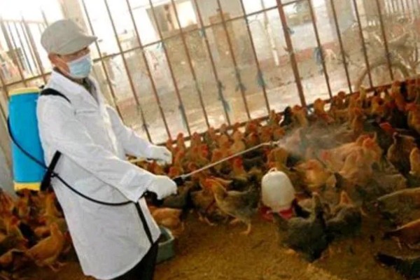 高产麻羽绿壳蛋鸡有什么特点,体型小适应性较强、产下的蛋呈绿色