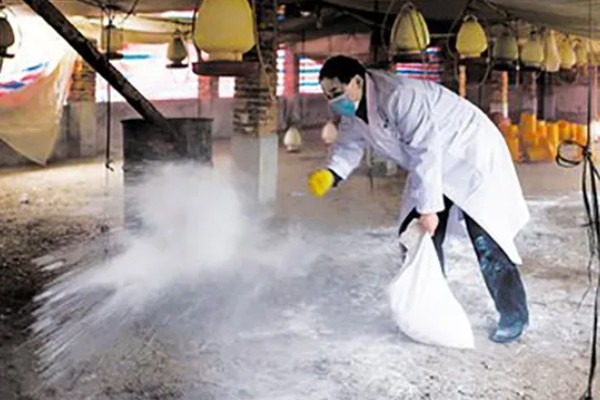 高产麻羽绿壳蛋鸡有什么特点,体型小适应性较强、产下的蛋呈绿色