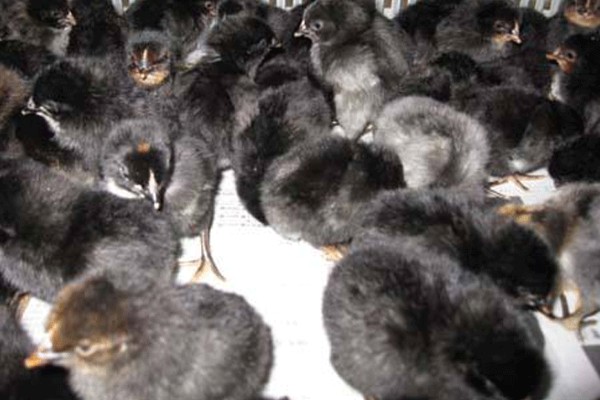 高产麻羽绿壳蛋鸡有什么特点,体型小适应性较强、产下的蛋呈绿色