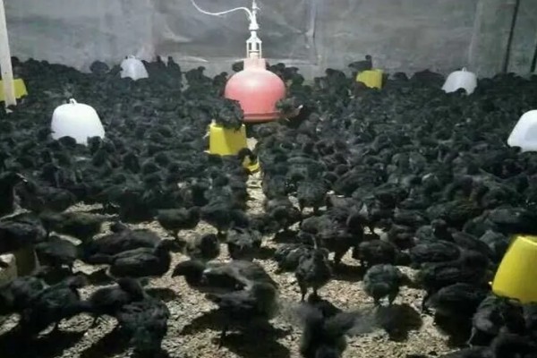 高产麻羽绿壳蛋鸡有什么特点,体型小适应性较强、产下的蛋呈绿色