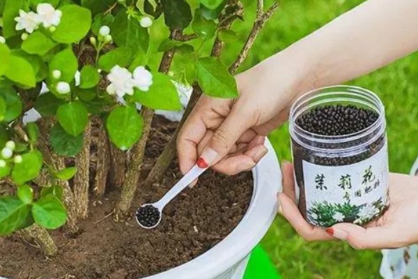 茉莉花在几月开,在每年的5-8月份开花