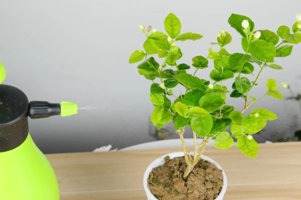 茉莉花在几月开,在每年的5-8月份开花