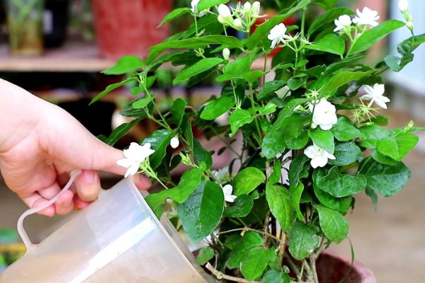 茉莉花在几月开,在每年的5-8月份开花