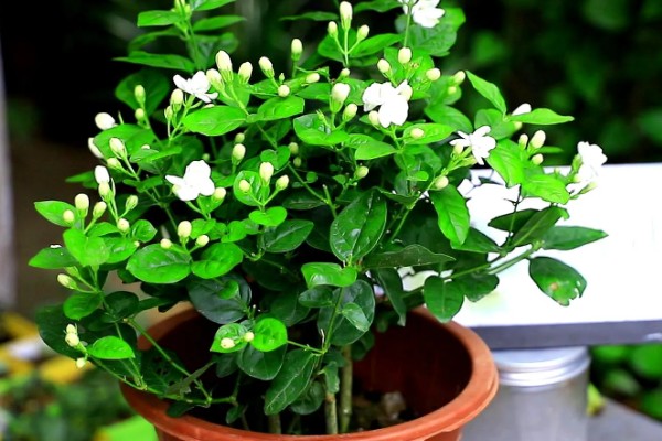 茉莉花在几月开,在每年的5-8月份开花