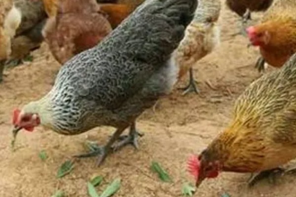 高产麻羽绿壳蛋鸡有什么特点,体型小适应性较强、产下的蛋呈绿色