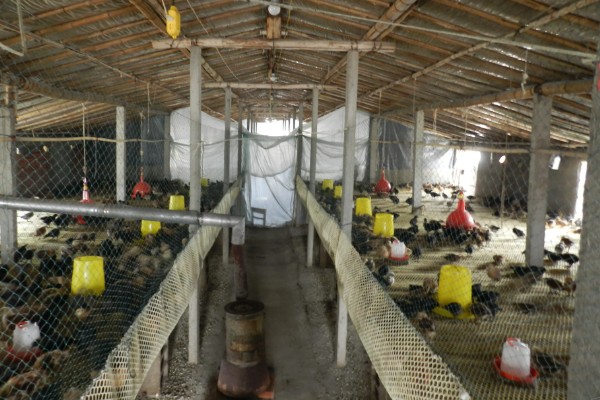 高产麻羽绿壳蛋鸡有什么特点,体型小适应性较强、产下的蛋呈绿色