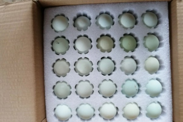 高产麻羽绿壳蛋鸡有什么特点,体型小适应性较强、产下的蛋呈绿色