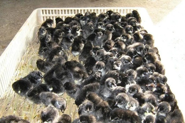 高产麻羽绿壳蛋鸡有什么特点,体型小适应性较强、产下的蛋呈绿色