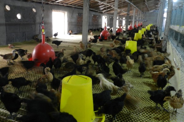 高产麻羽绿壳蛋鸡有什么特点,体型小适应性较强、产下的蛋呈绿色