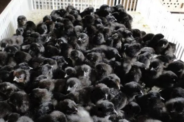 高产麻羽绿壳蛋鸡有什么特点,体型小适应性较强、产下的蛋呈绿色