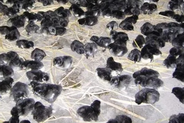 高产麻羽绿壳蛋鸡有什么特点,体型小适应性较强、产下的蛋呈绿色