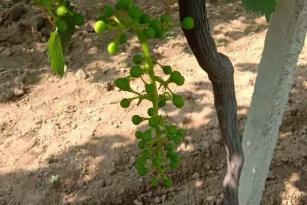 葡萄的生长要求，年降水量达到600-800毫米适合它生长发育