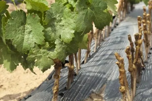 葡萄的生长要求，年降水量达到600-800毫米适合它生长发育