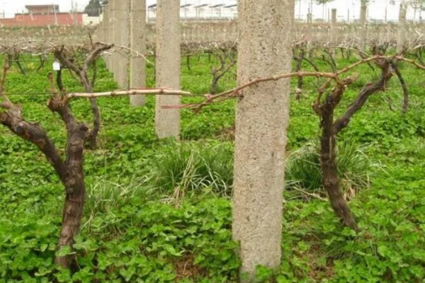 葡萄的生长要求，年降水量达到600-800毫米适合它生长发育