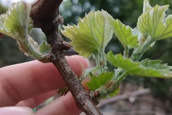 葡萄的生长要求，年降水量达到600-800毫米适合它生长发育