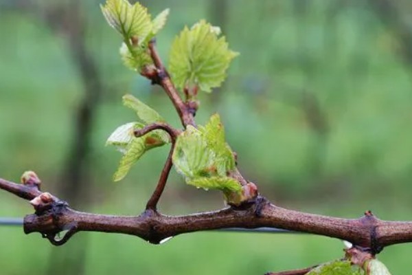 葡萄的生长要求，年降水量达到600-800毫米适合它生长发育