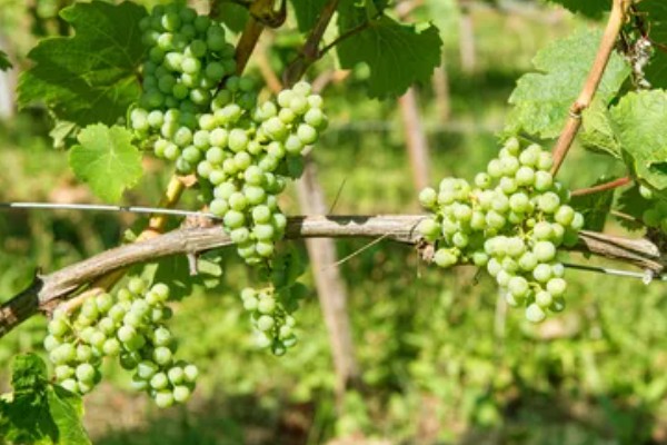 葡萄的生长要求，年降水量达到600-800毫米适合它生长发育