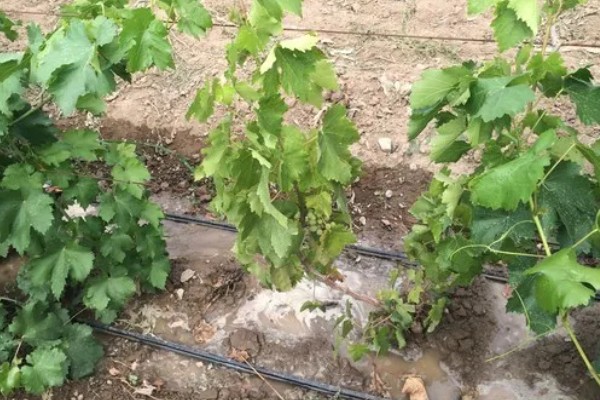 葡萄的生长要求，年降水量达到600-800毫米适合它生长发育