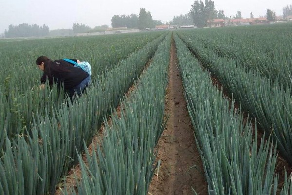 大葱怎么追肥,立秋要追施农家肥和尿素