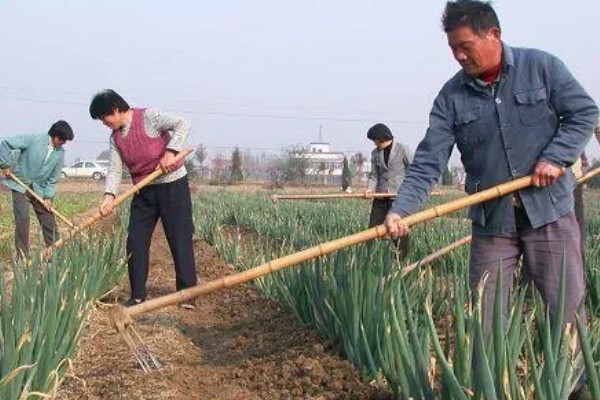 大葱怎么追肥,立秋要追施农家肥和尿素