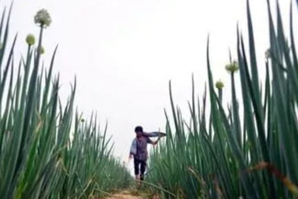 大葱怎么追肥,立秋要追施农家肥和尿素