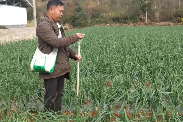 大葱怎么追肥,立秋要追施农家肥和尿素
