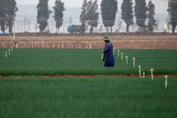 大葱怎么追肥,立秋要追施农家肥和尿素