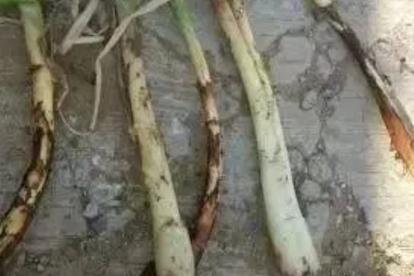 大葱怎么追肥,立秋要追施农家肥和尿素