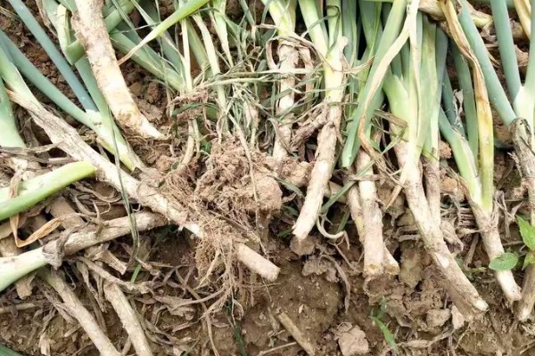 大葱怎么追肥,立秋要追施农家肥和尿素