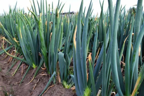 大葱怎么追肥,立秋要追施农家肥和尿素