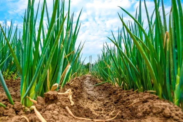 大葱怎么追肥,立秋要追施农家肥和尿素