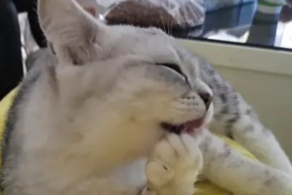 猫咪为什么一抽一抽的,可能是打嗝、消化道疾病等因素所致