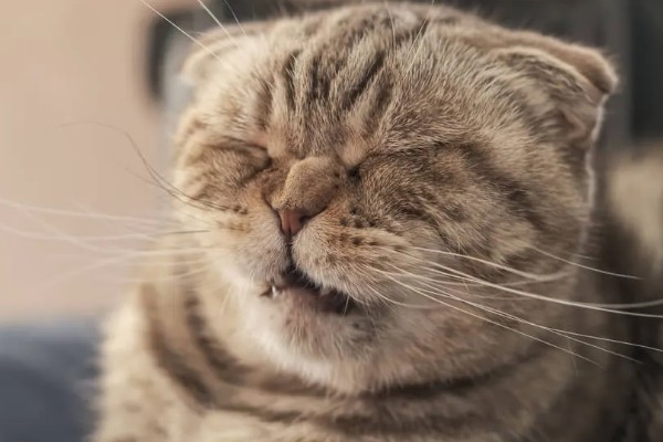 猫咪为什么一抽一抽的,可能是打嗝、消化道疾病等因素所致