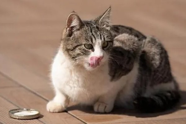 猫咪为什么一抽一抽的,可能是打嗝、消化道疾病等因素所致