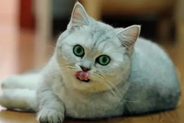 猫咪为什么一抽一抽的,可能是打嗝、消化道疾病等因素所致