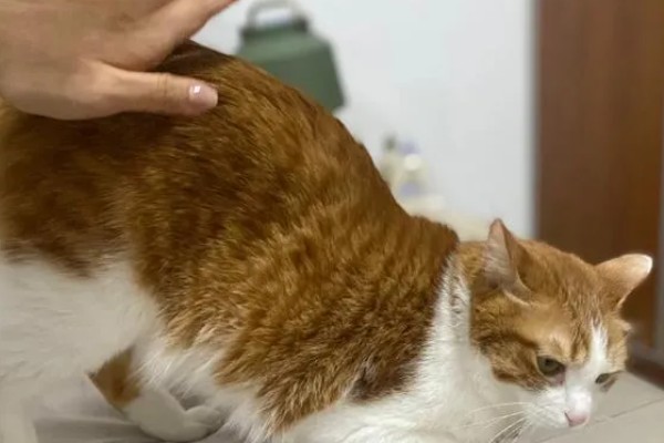 猫咪为什么一抽一抽的,可能是打嗝、消化道疾病等因素所致