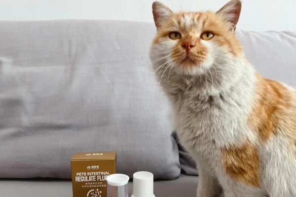 猫咪为什么一抽一抽的,可能是打嗝、消化道疾病等因素所致