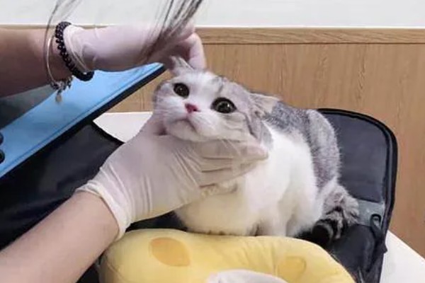 猫咪为什么一抽一抽的,可能是打嗝、消化道疾病等因素所致