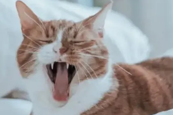 猫咪为什么一抽一抽的,可能是打嗝、消化道疾病等因素所致