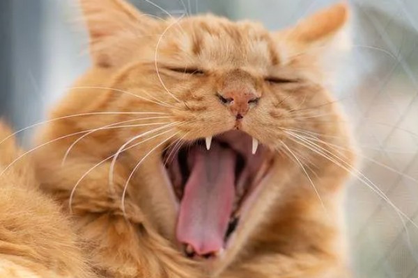 猫咪为什么一抽一抽的,可能是打嗝、消化道疾病等因素所致