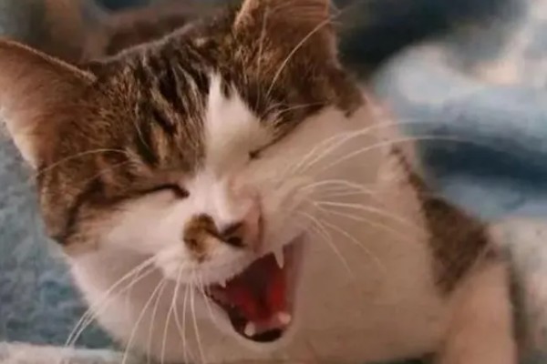 猫咪为什么一抽一抽的,可能是打嗝、消化道疾病等因素所致