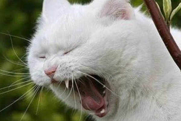 猫咪为什么一抽一抽的,可能是打嗝、消化道疾病等因素所致