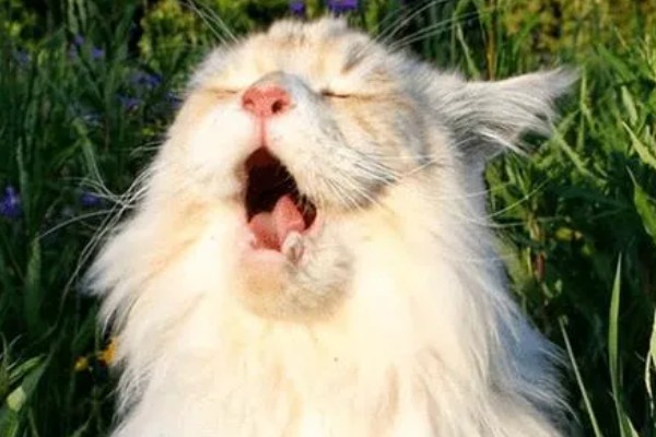 猫咪为什么一抽一抽的,可能是打嗝、消化道疾病等因素所致