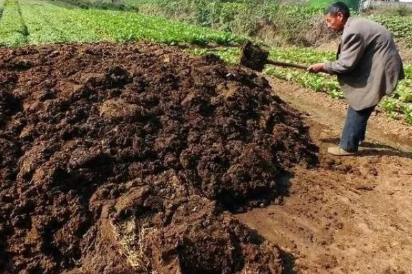 种植冬瓜有哪些注意事项，修剪只留一个主蔓
